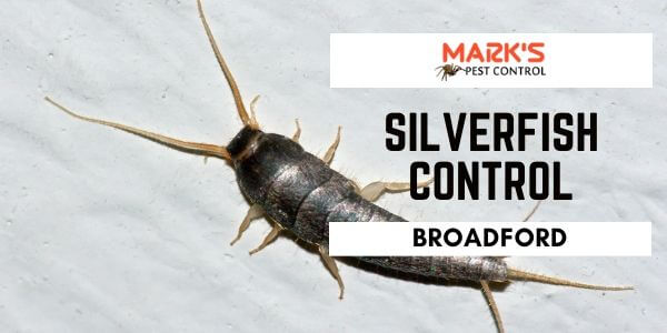 Silverfish control Broadford