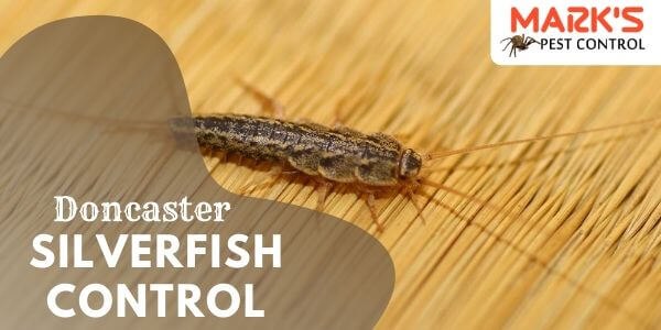 Silverfish control Doncaster