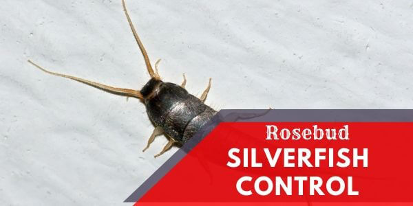 Silverfish control Rosebud