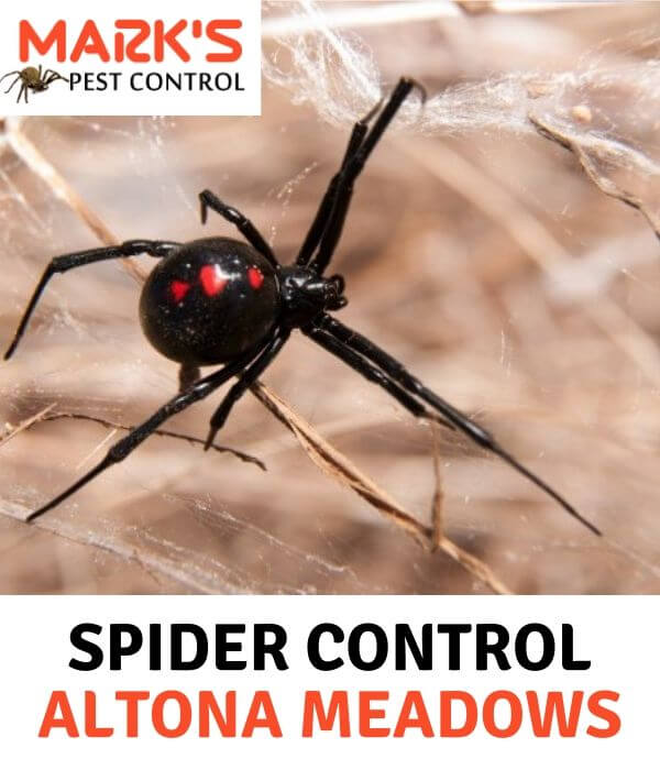 Spider Control Altona Meadows