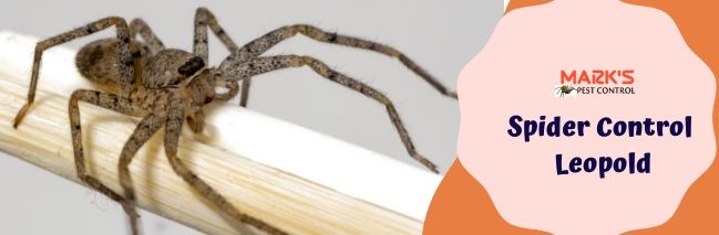 Spider Control&nbsp;Leopold