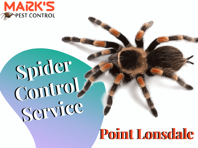 Spider Control Service- Marks Pest Control Point Lonsdale