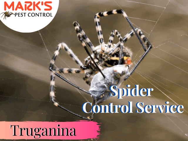 Spider Control Service- Marks Pest Control Truganina