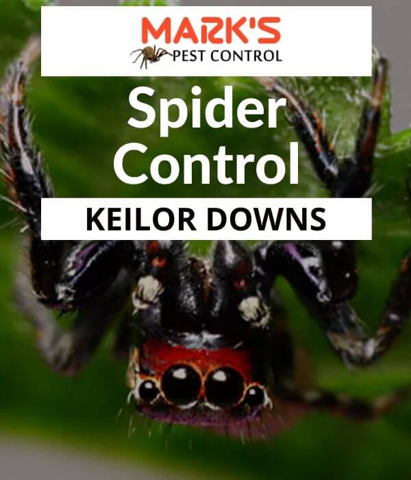 Spider control