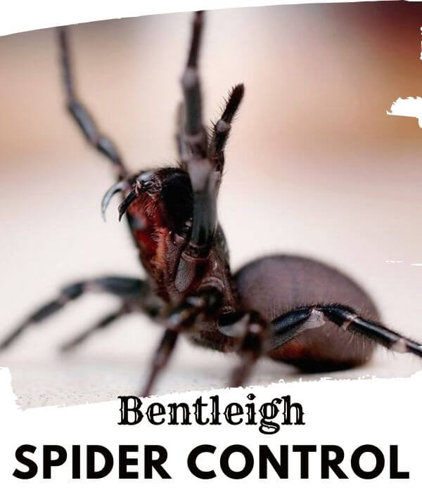 Spider control Bentleigh