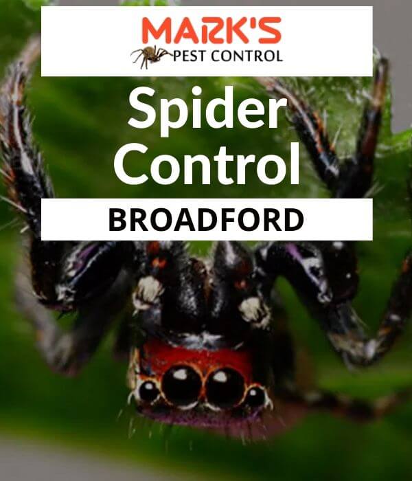 Spider control Broadford