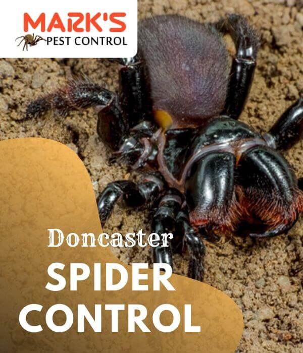 Spider control Doncaster