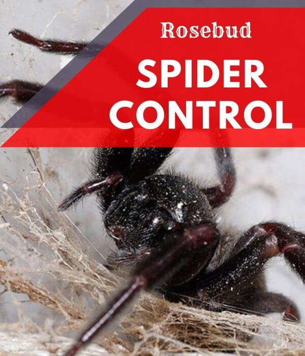 Spider control Rosebud