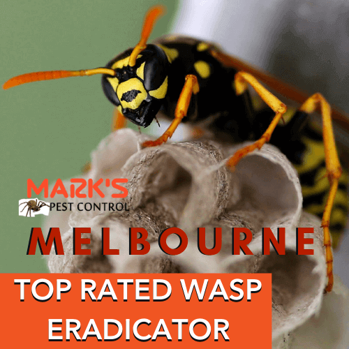 TOP RATED WASP removal an eradicator melbourne
