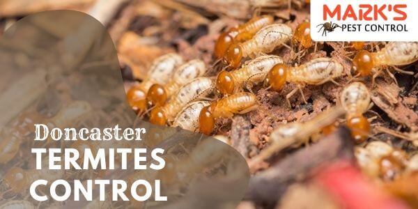 Termite control Doncaster