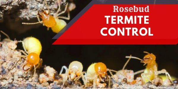 Termite control Rosebud