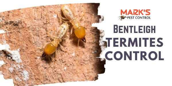 Termites control Bentleigh