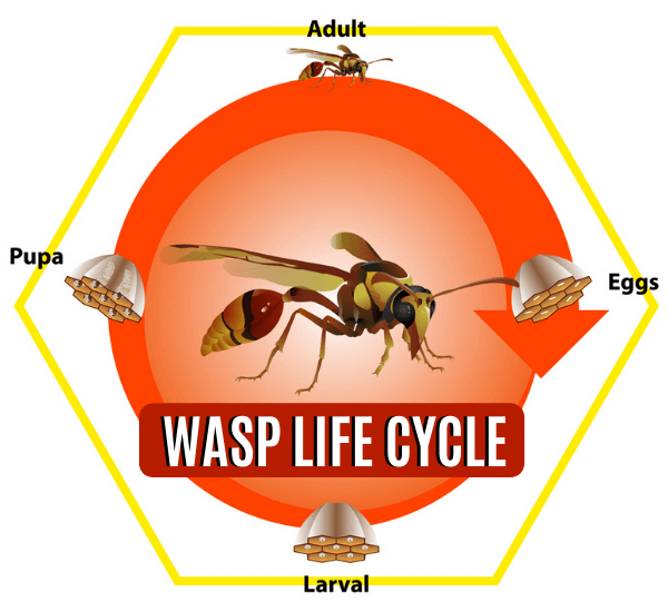 WASP LIFE CYCLE