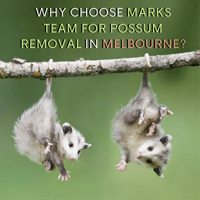 WHY CHOOSE MARKS TEAM FOR POSSUM REMOVAL IN MELBOURNE_ (1) (1)