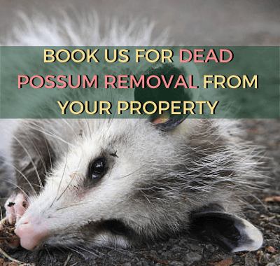 dead possum lying on rough surface