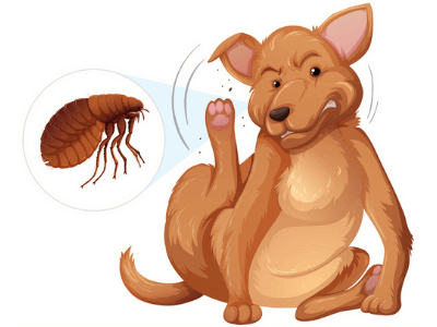 flea on dog