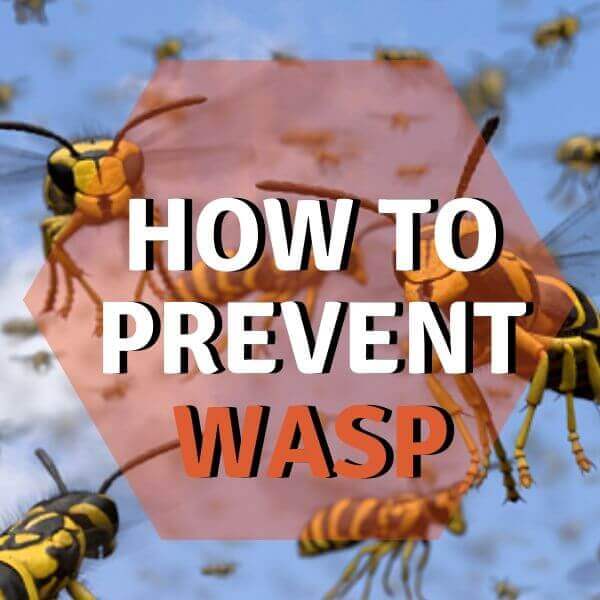 how to prevent wasp