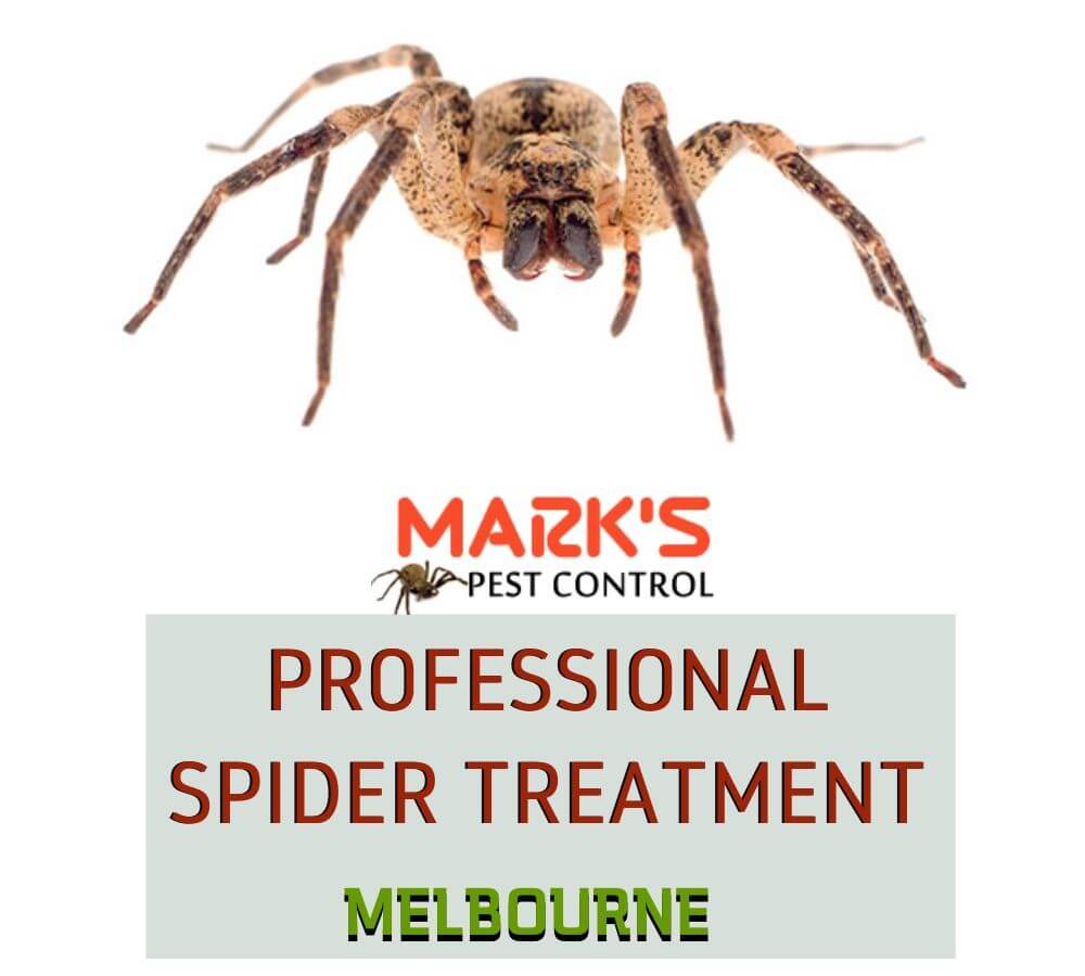 professional spider treatment melbourne (1)