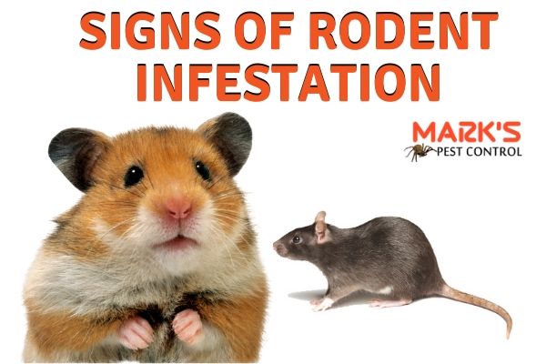 Signs of Rodent Infestation