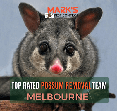 top rated possum removal service in melbourne