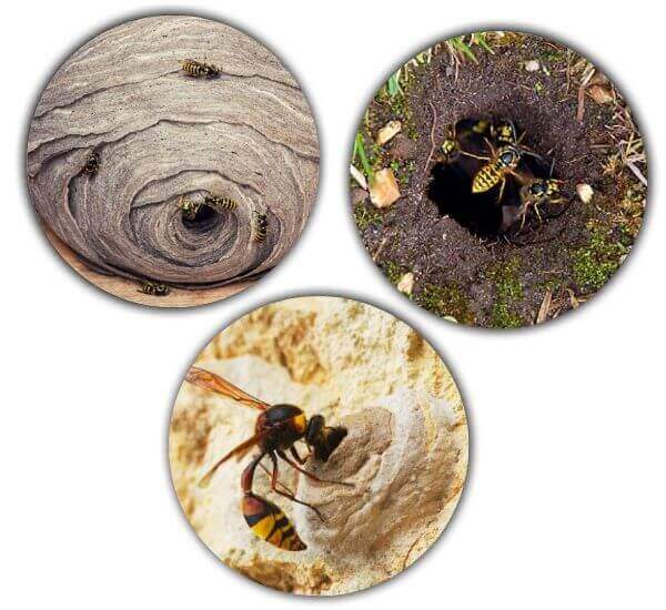 type of wasp nest