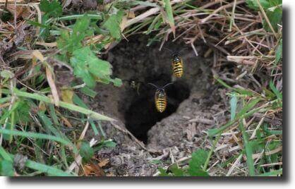wasp ground nest