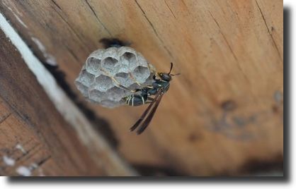 wasp nest inside home