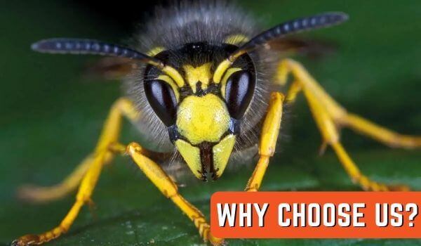 why choose massey wasp removal melbourne