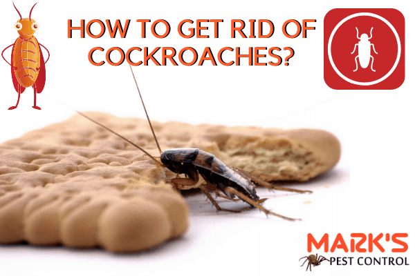 HOW TO GET RID OF COCKROACHES