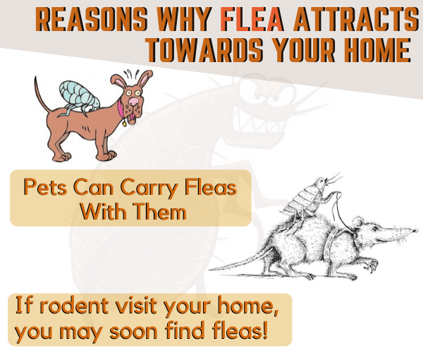 Reason of flea infestation