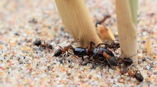 Ant-Infestation-Control