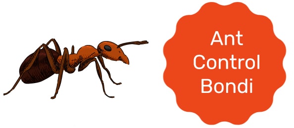 Ant Control Bondi