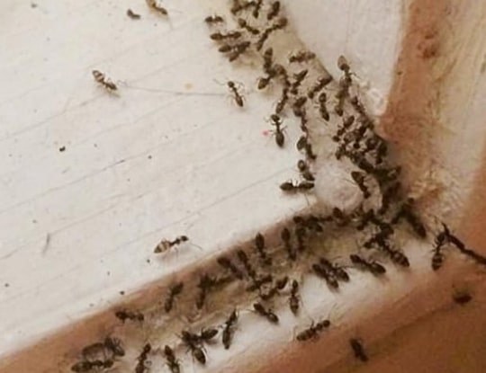 Ant Infestation Canberra