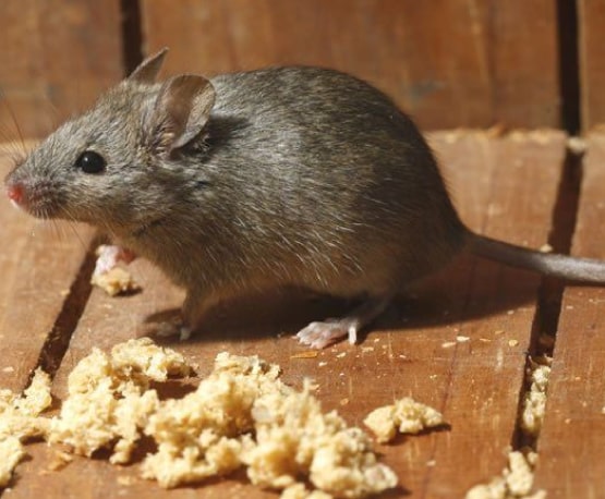 Rodent Control Service