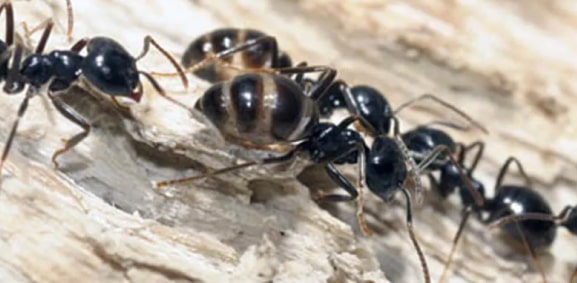 ant control liverpool