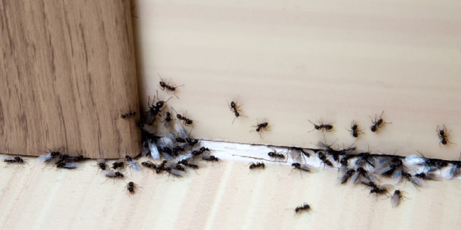ant control service
