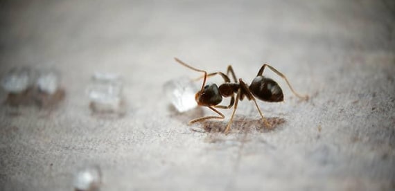 ant control wollongong