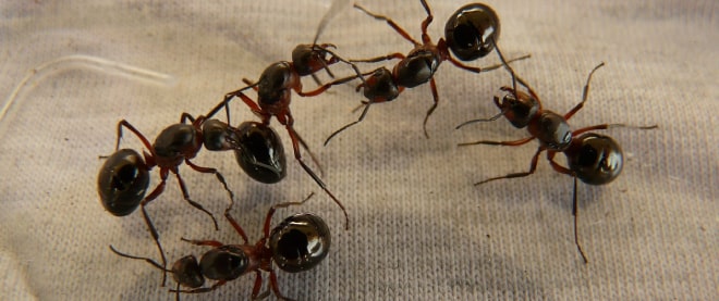 available for ant control service