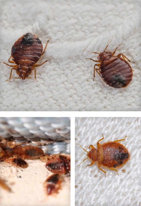 bed bug infestation service