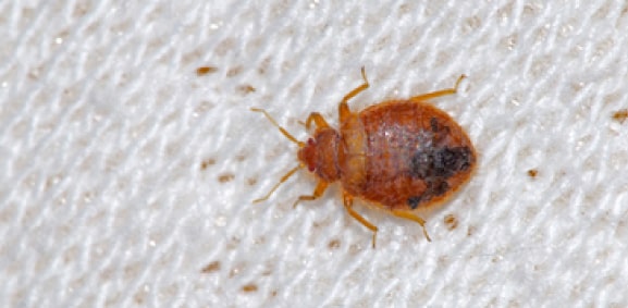bed bugs control liverpool