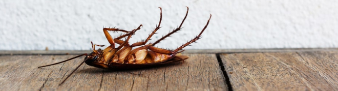 best cockroach control service