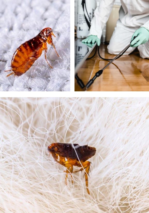 best flea control melbourne