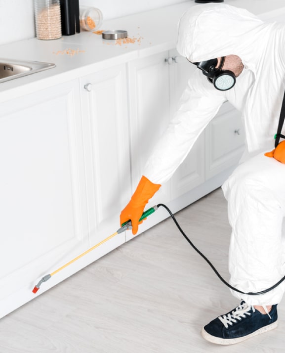 best pest control services in liverpool