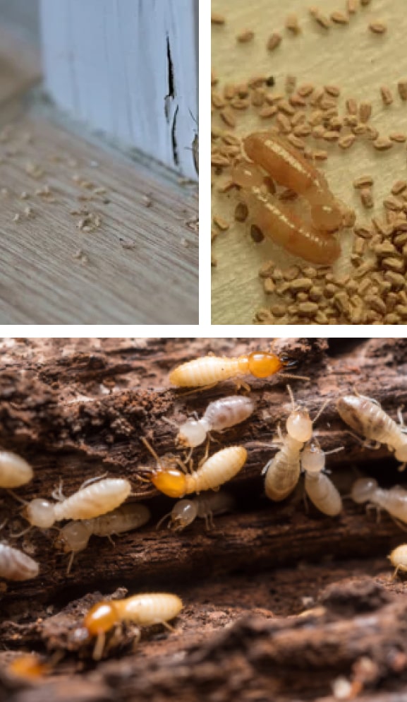 best termite treatments melbourne