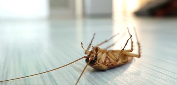 cockroach control blacktown
