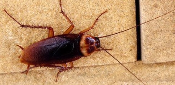 cockroach control liverpool