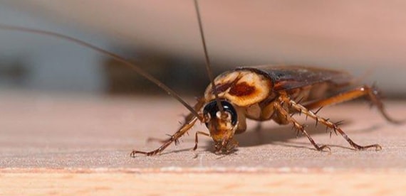 cockroach control northern beaches