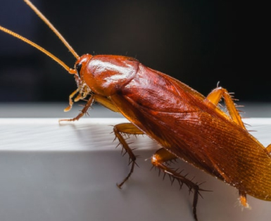 cockroach control service