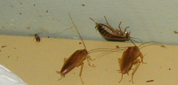 cockroach control & treatments geelong