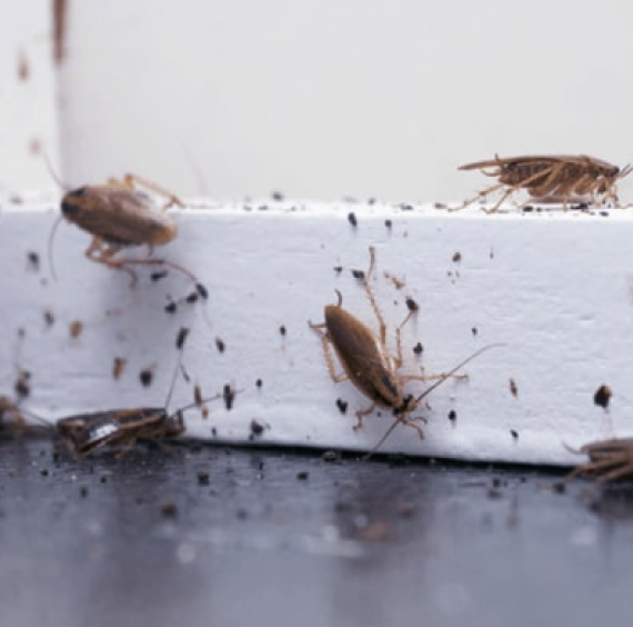 cockroach control